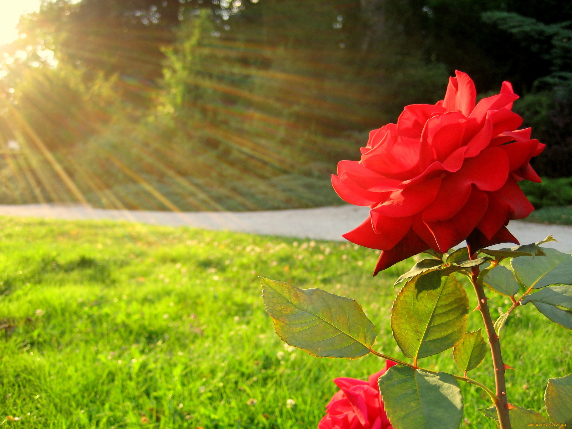 Утренняя роза в солнечных лучах